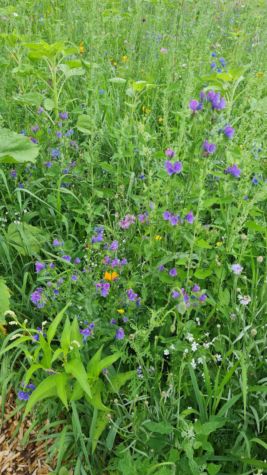 bluehpate illerrieden 2025 7