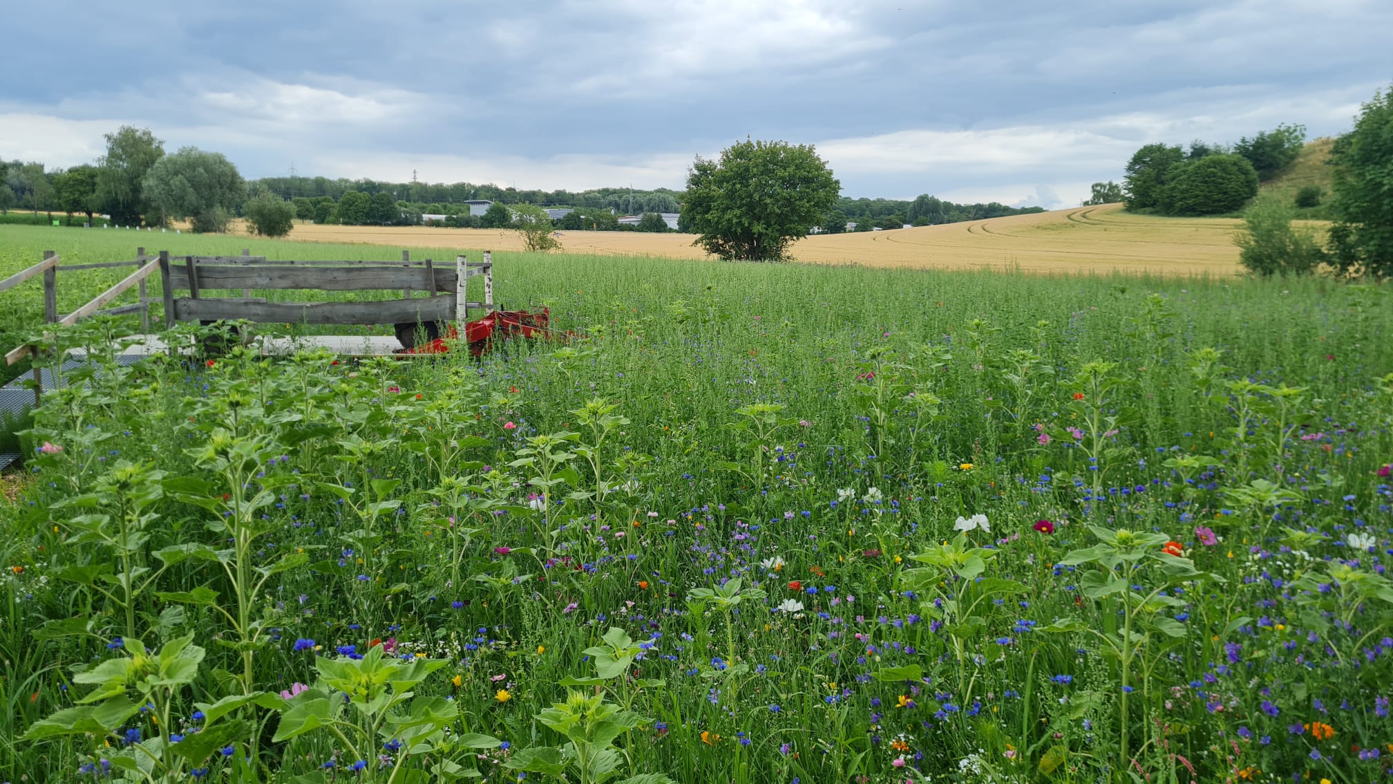bluehpate illerrieden 2025 9